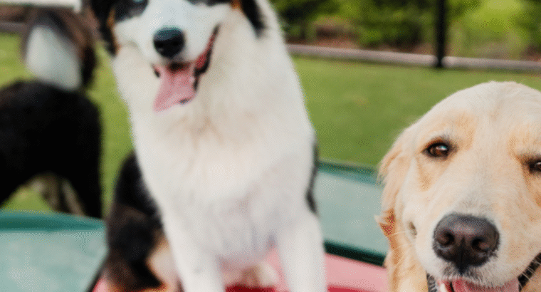 Pet Paradise Atlanta